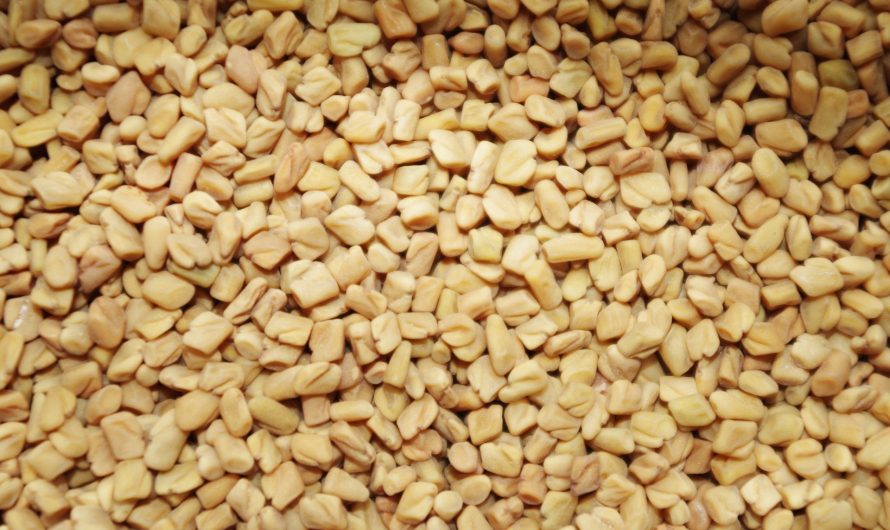 10 Tremendous Benefits Of Methi Water You Ought To Know