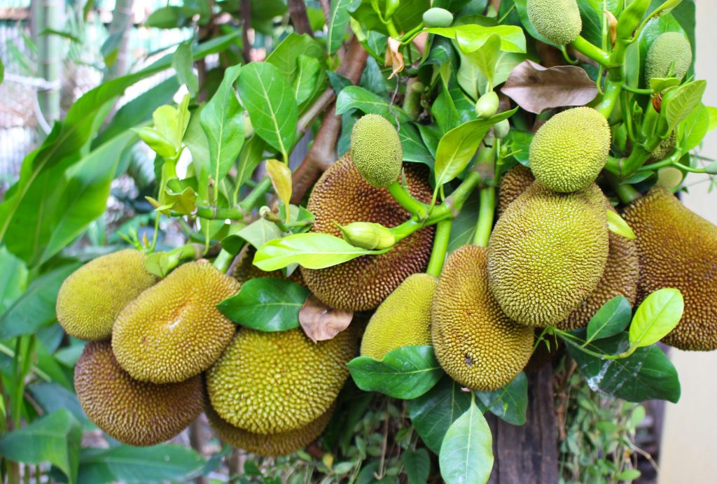 benefits of jackfruit