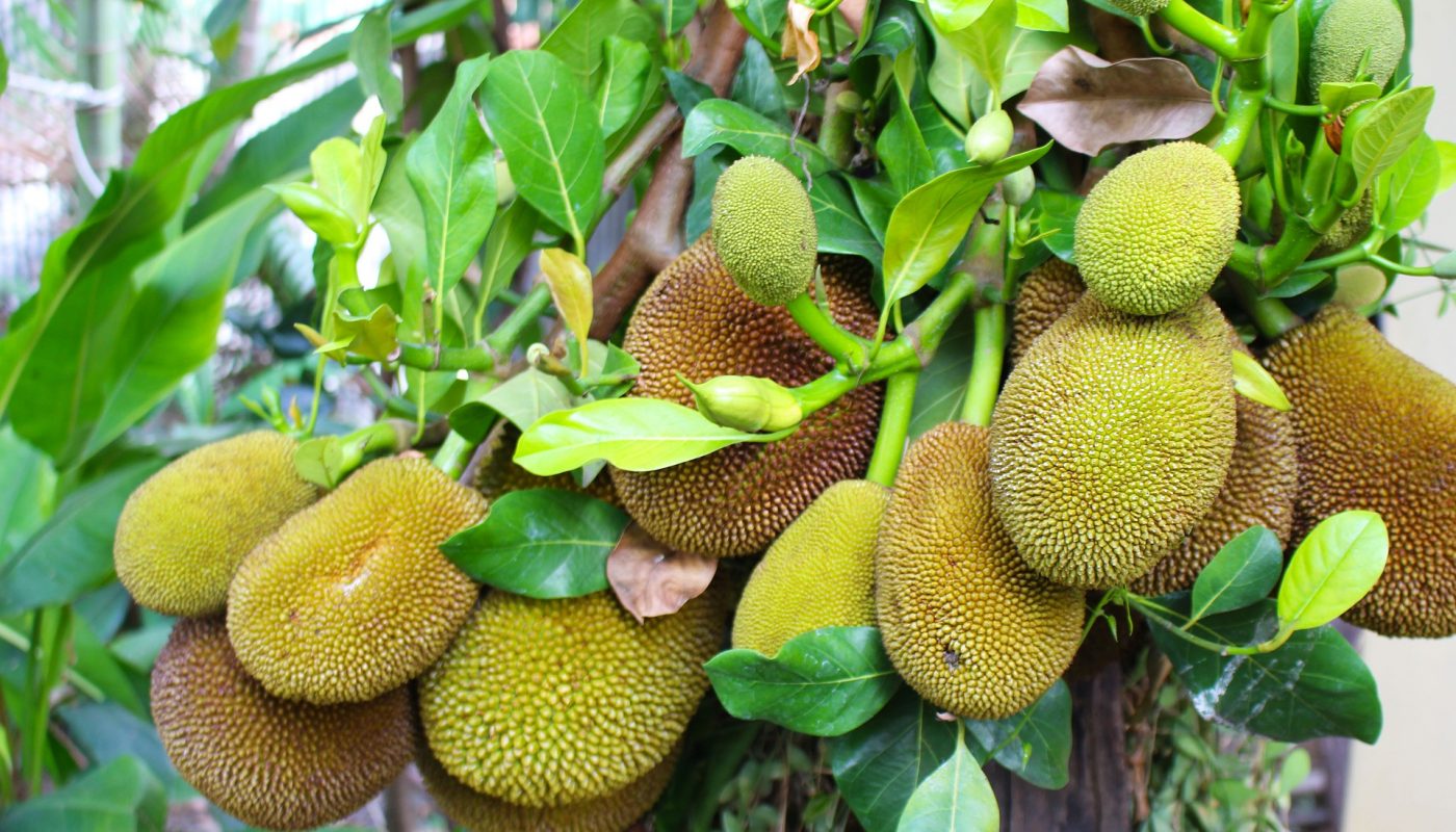 benefits of jackfruit