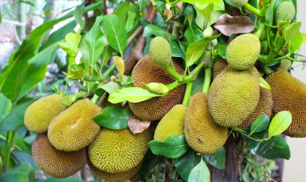 benefits of jackfruit
