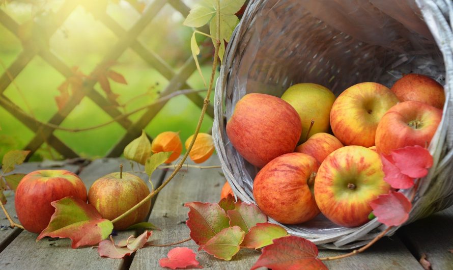 10 Crunchy Health benefits of apple to give you reasons to love the fruit